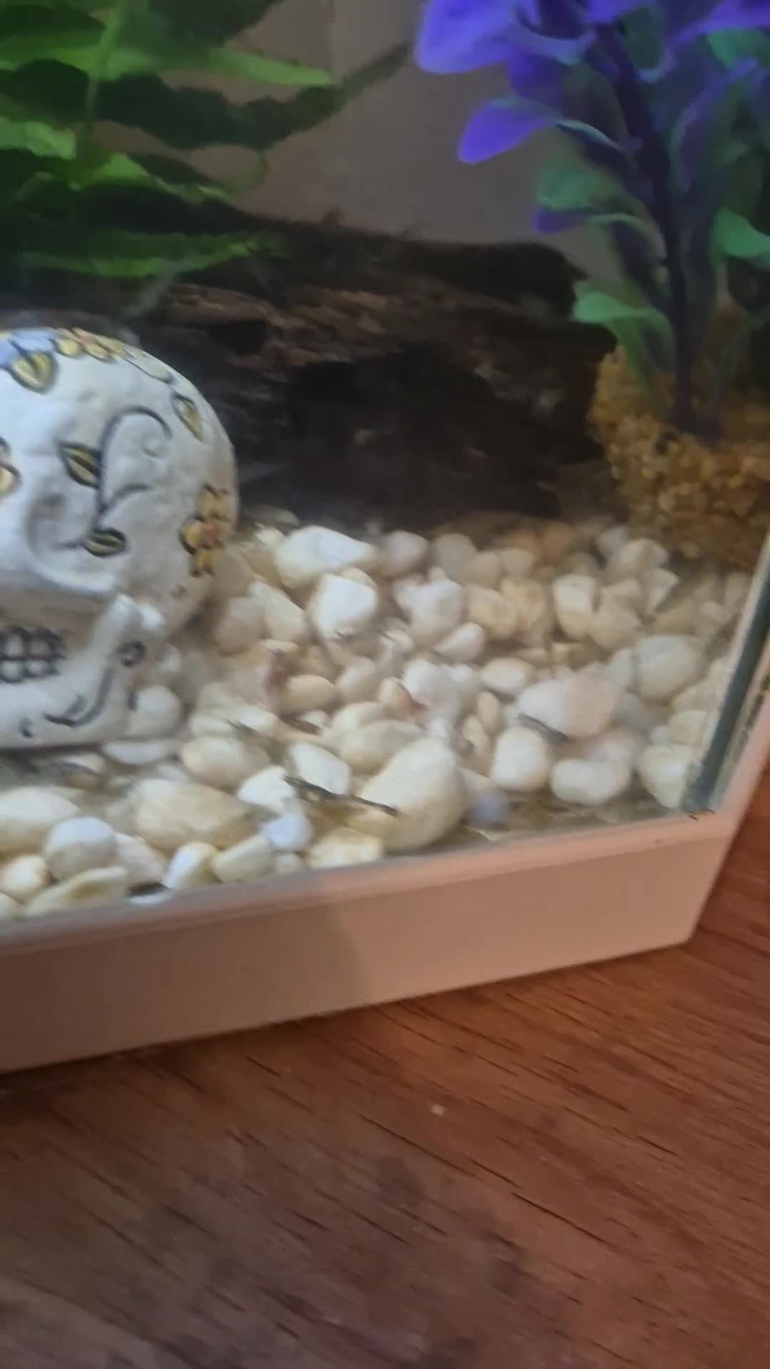 Shrimps fish for sale: Shrimp tank for sale  - Video 2