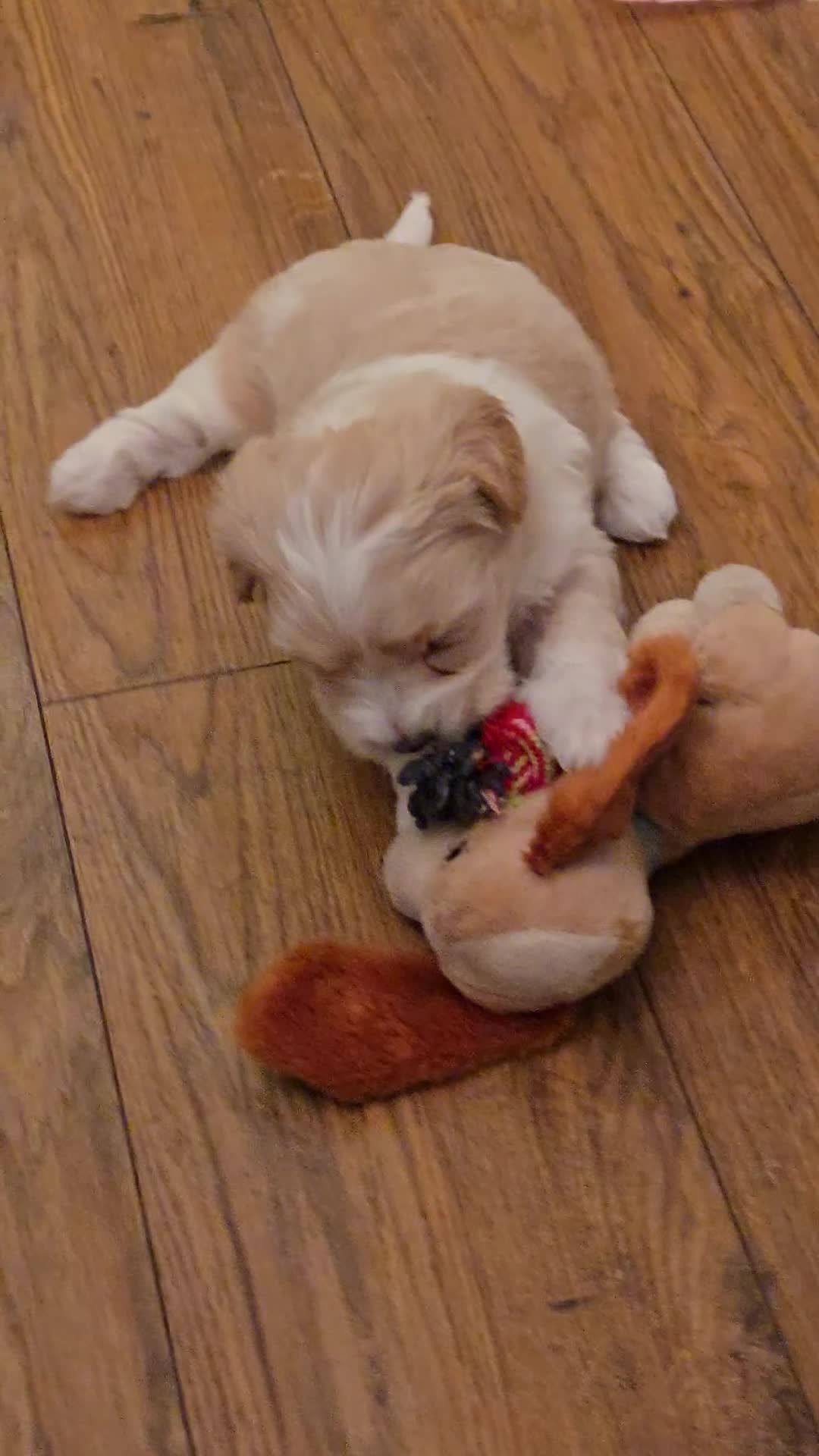 Maltipoo dogs for sale: Beautiful Maltipoo puppies available in July - Video 1