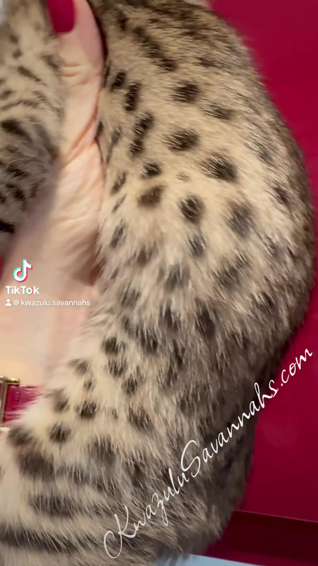Savannah cats for sale: Exceptional Quality Tica Regist. Savannah kittens - Video 1