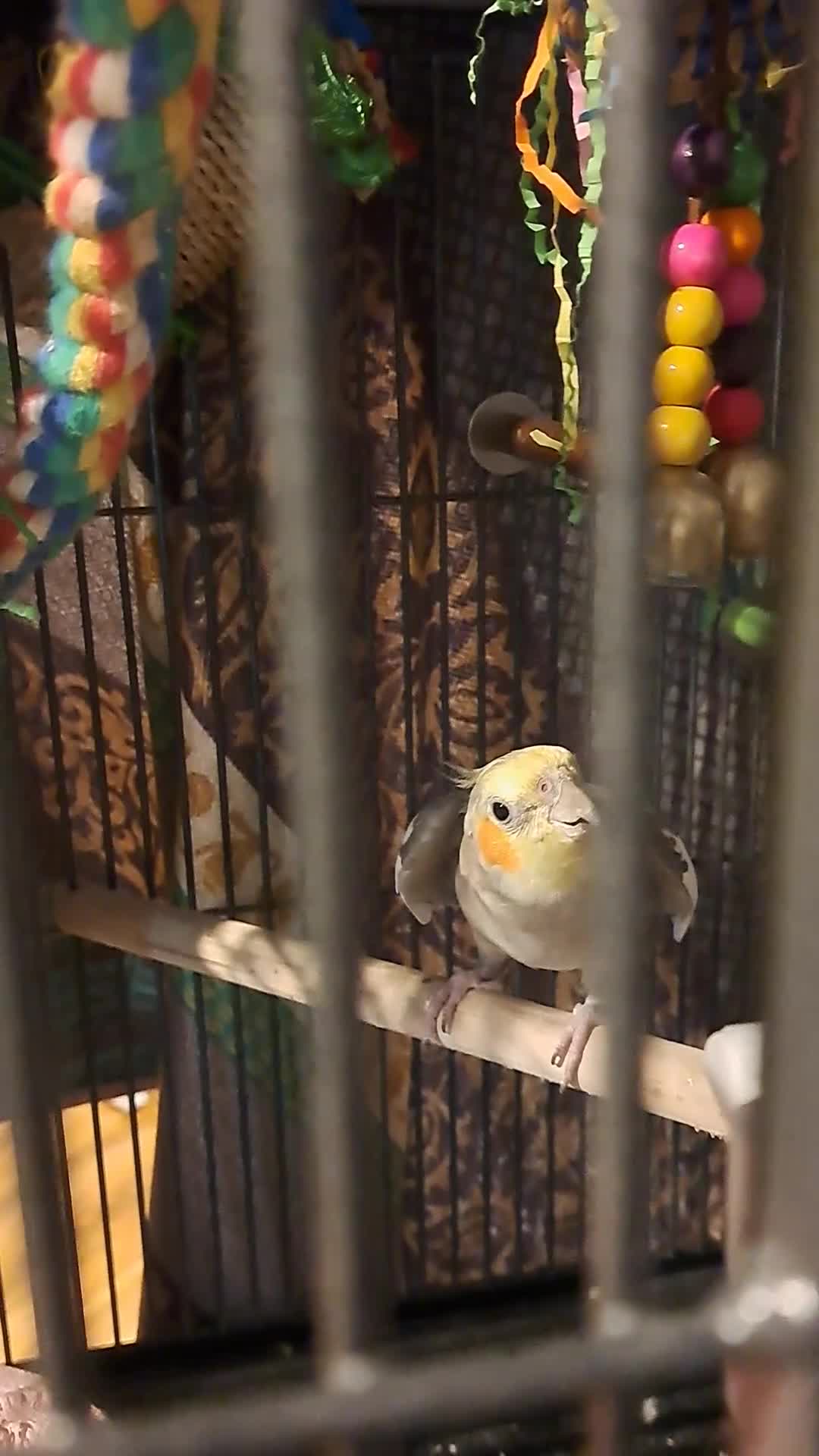 Cockatiels birds for sale: Two funny cuddle loving male cockatiels in Braintree - Video 1