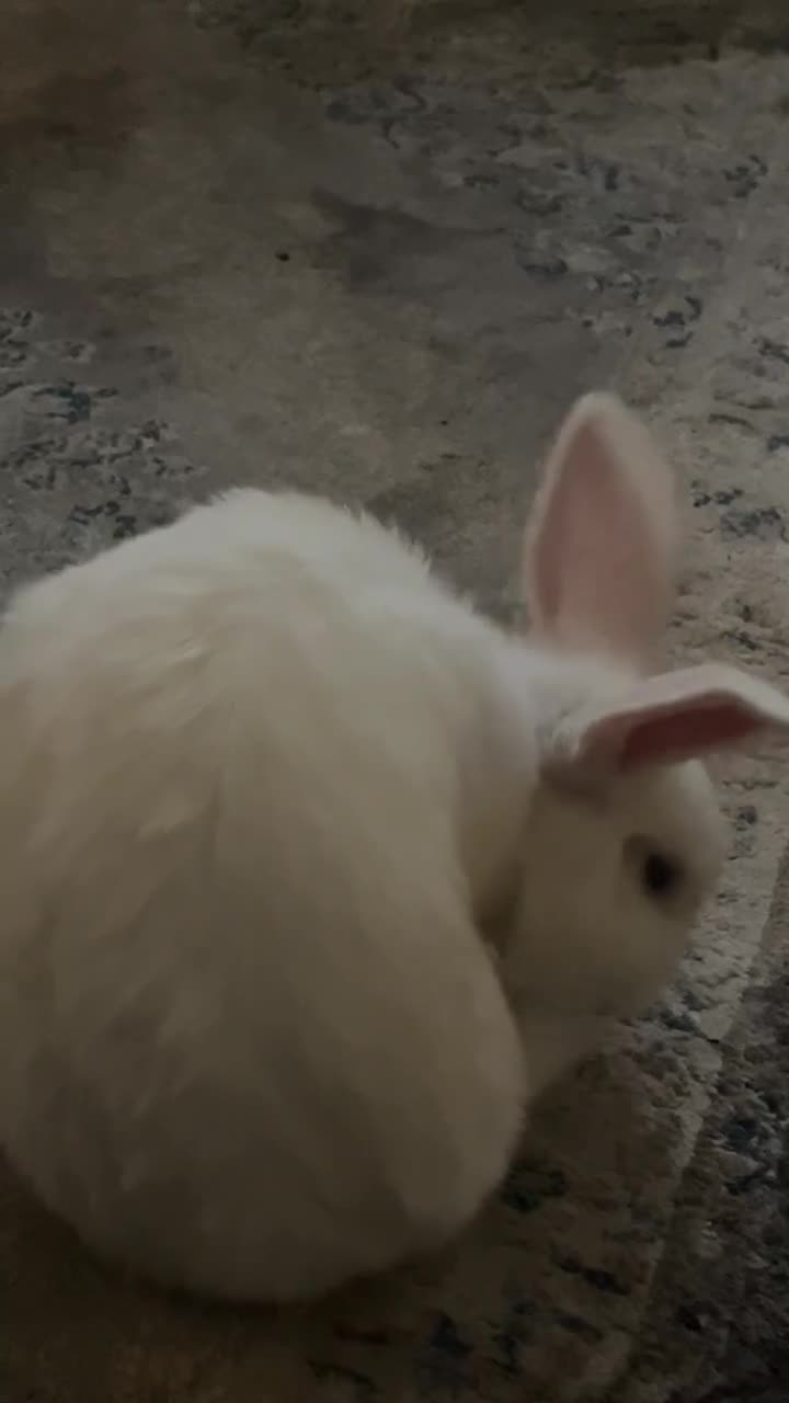 New Zealand rabbits for sale: rabbit for sale - Video 3