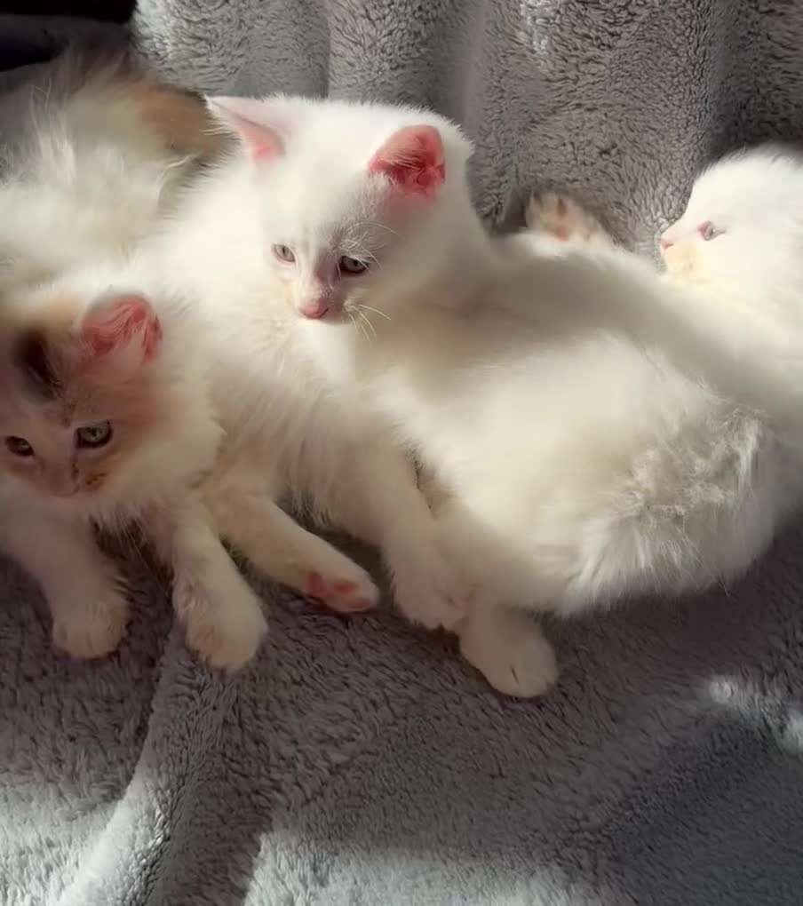 Munchkin cats for sale: Munchkin kittens in Tonbridge - Video 1