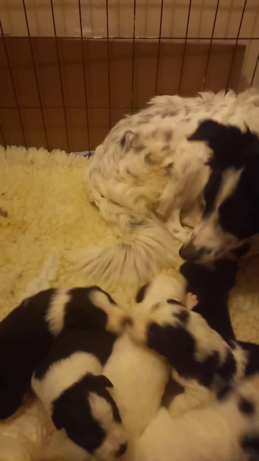 Border Collie dogs for sale: Border Collies for sale - Video 1