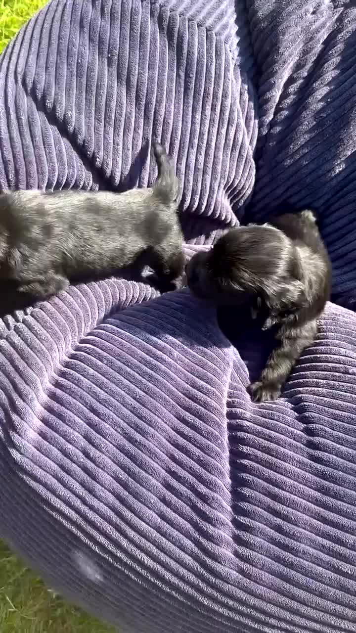 Cockapoo dogs for sale: Cockapoo puppies F1 READY TO LEAVE 🏡🥰 in Leicester - Video 1