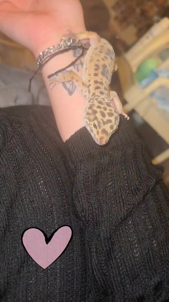 Leopard Gecko reptiles for sale: Leopard Gecko + enclosure  - Video 2
