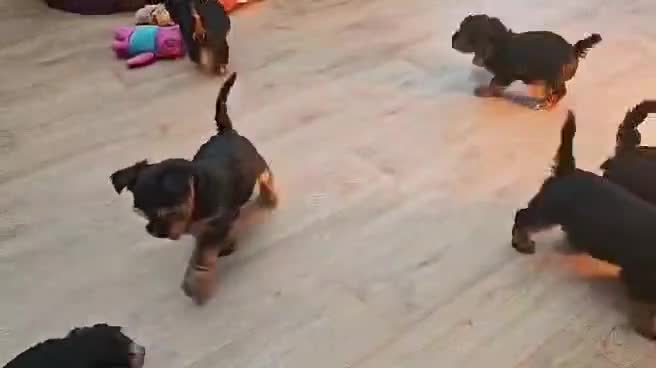 Yorkshire Terrier dogs for sale: Yorkshire Terrier puppies - Video 1