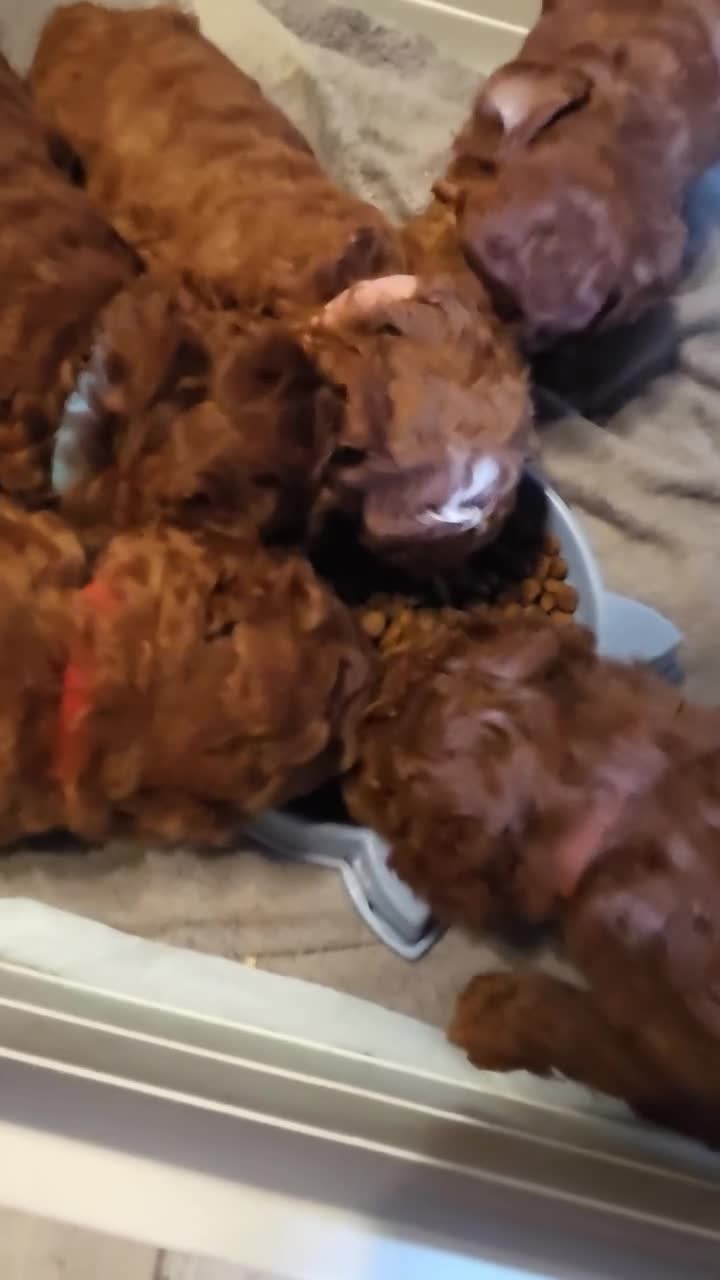 Cavapoo dogs for sale: 4x Asian Toy Poodle X Cavapoo Puppies  - Video 4