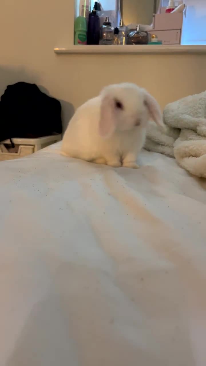 Mini Lop rabbits for sale: Twinkle - Video 3