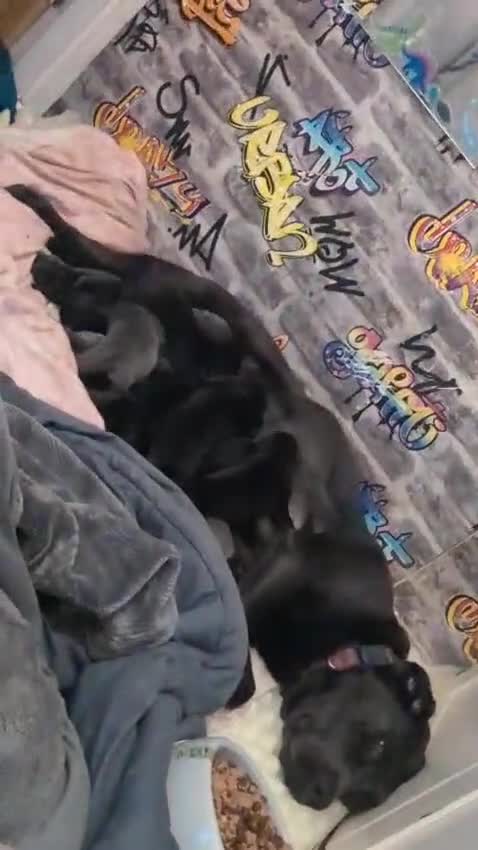 Labrador Retriever dogs for sale: Silver Labrador puppies  - Video 5