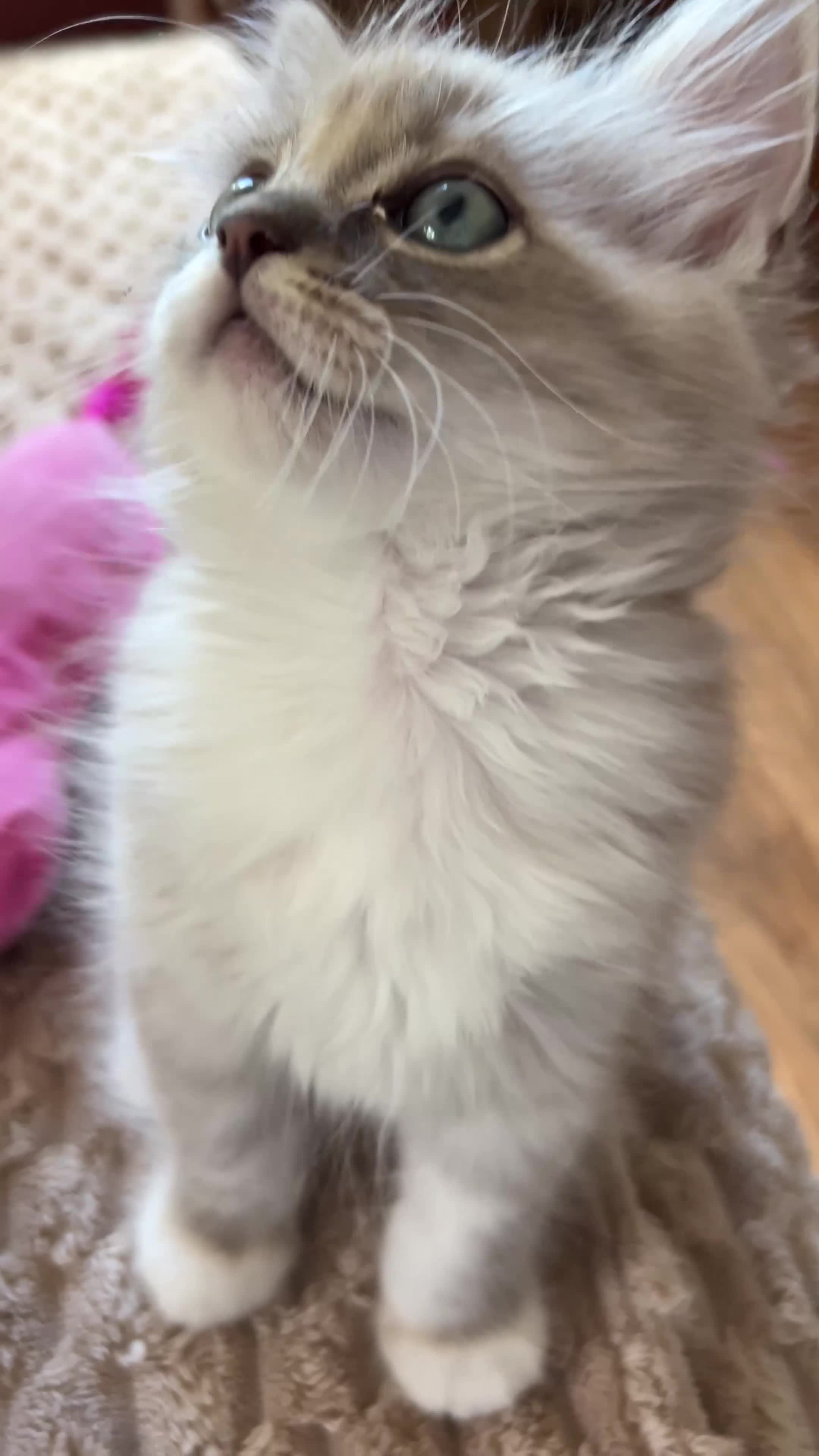 Ragdoll cats for sale: Mink & Sepia Ragdolls Cherubim TICA Pedigree  - Video 1