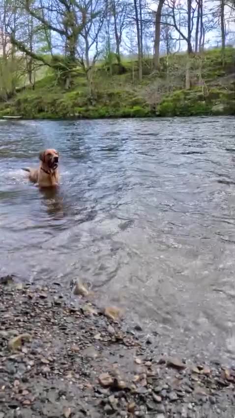 Goldador dogs for stud: Reggie  in Wrexham - Video 1