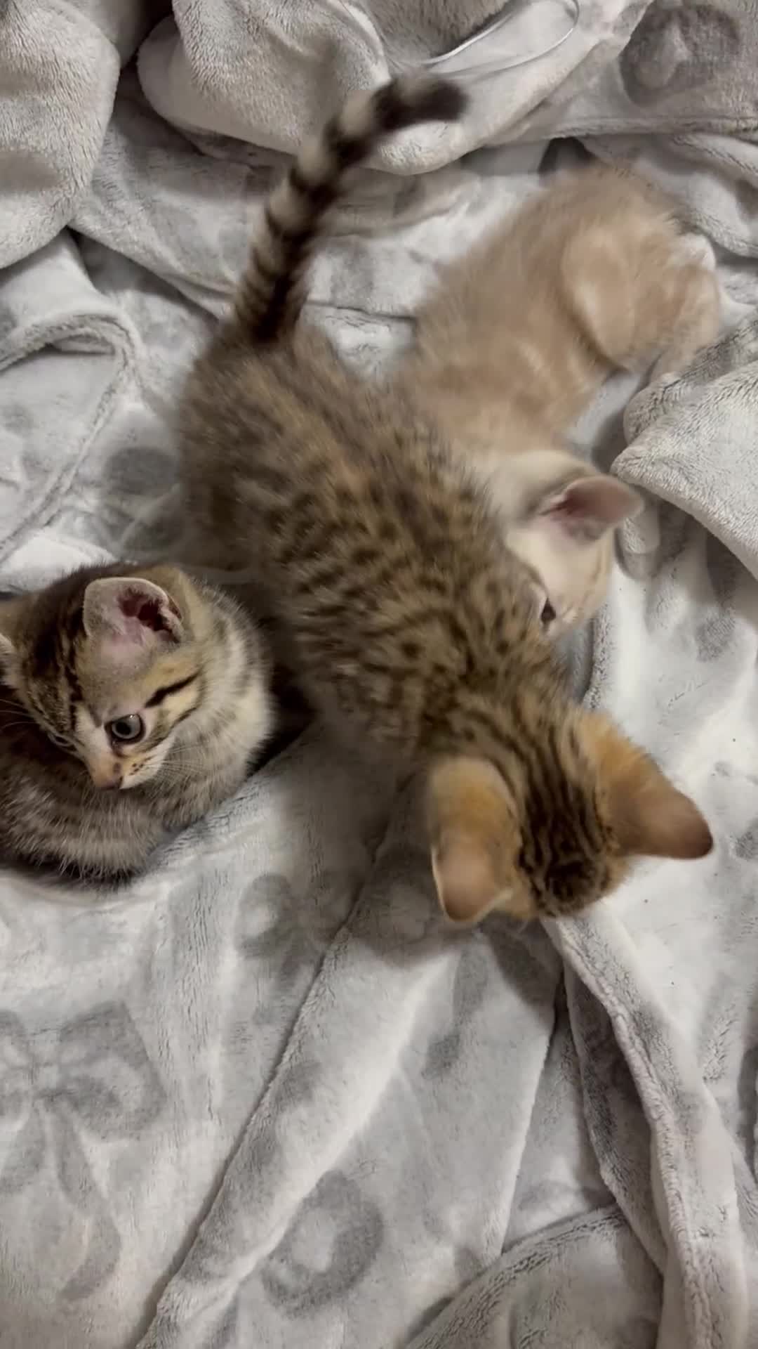 Bengal cats for sale: Bengal cross tabby kitten  - Video 1
