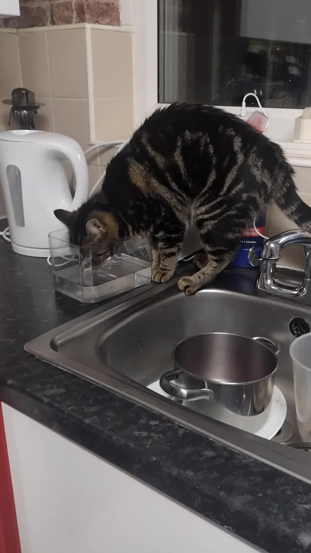 Bengal cats for sale: Zeus Jr and Kathleen  - Video 1