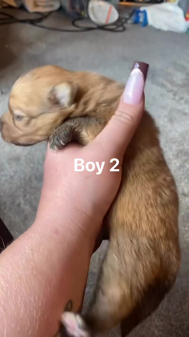 Pomeranian dogs for sale: Pomeranian pups available  - Video 5