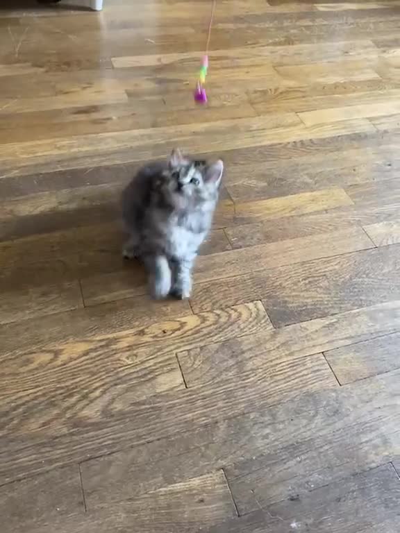 Mixed Breed cats for sale: Adorable Persian-X kittens for sale  - Video 1