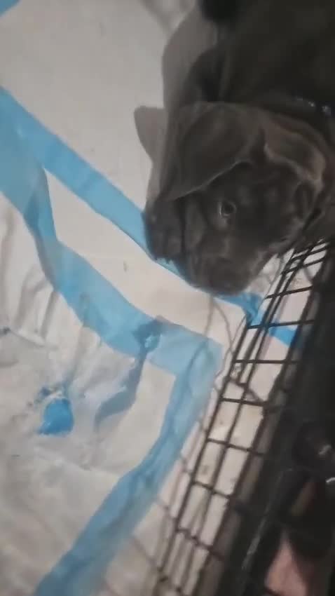 Cane Corso dogs for sale: Cane corso pups  - Video 2