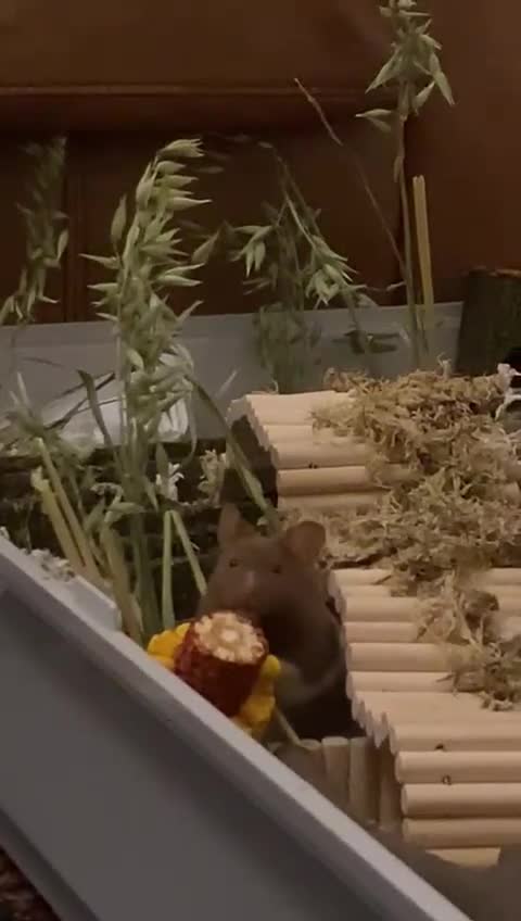 Hamster rodents for sale: hamster for sale  - Video 1