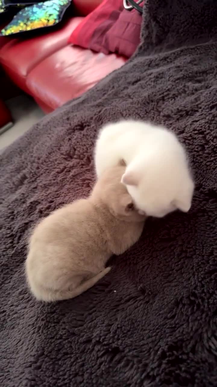 British Shorthair cats for sale: British short hair, Kittens in Greenford - Video 2