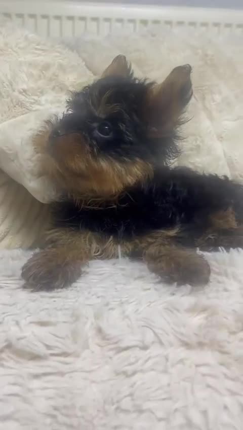 Yorkshire Terrier dogs for sale: FLUFFY BOY🐶READY! in Sheffield - Video 1