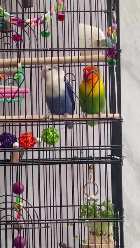 Lovebirds birds for sale: Breeding pair of lovebirds  - Video 3