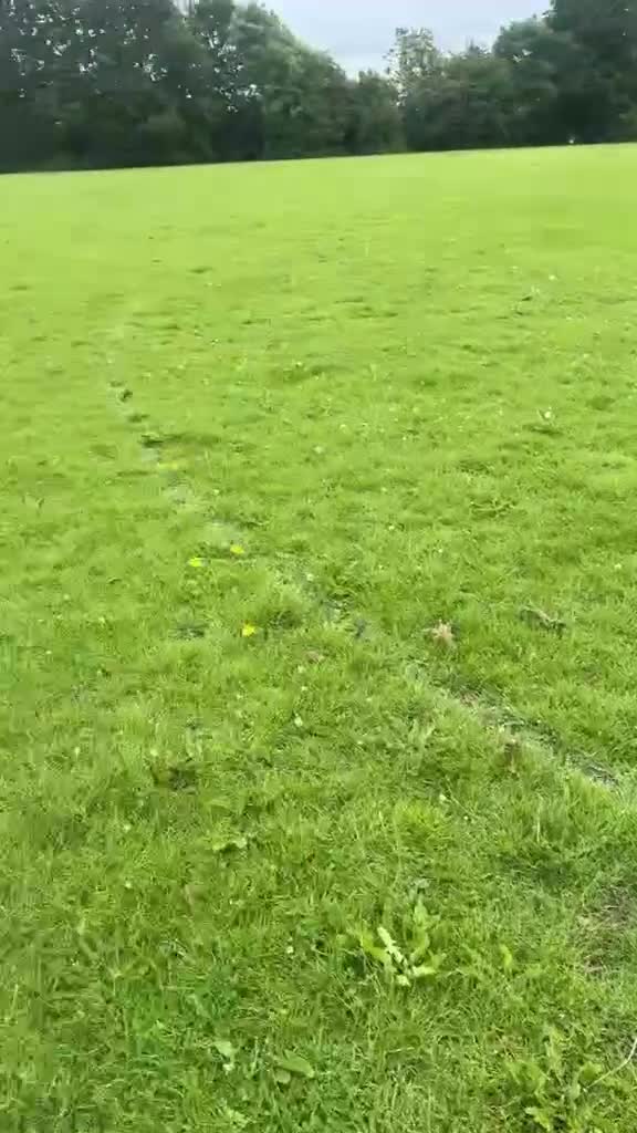Maltese dogs for sale: Two Female Maltese  in Burton-on-Trent - Video 1