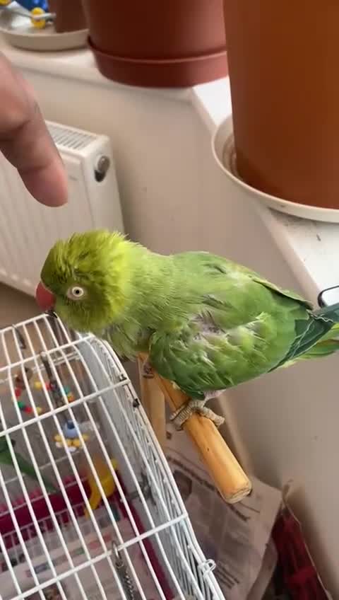 Ringnecks birds for sale: Ring neck Indian parrot  - Video 5