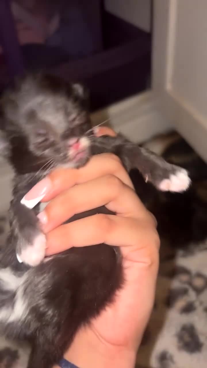 Mixed Breed cats for sale: Kittens ready in october - Video 1