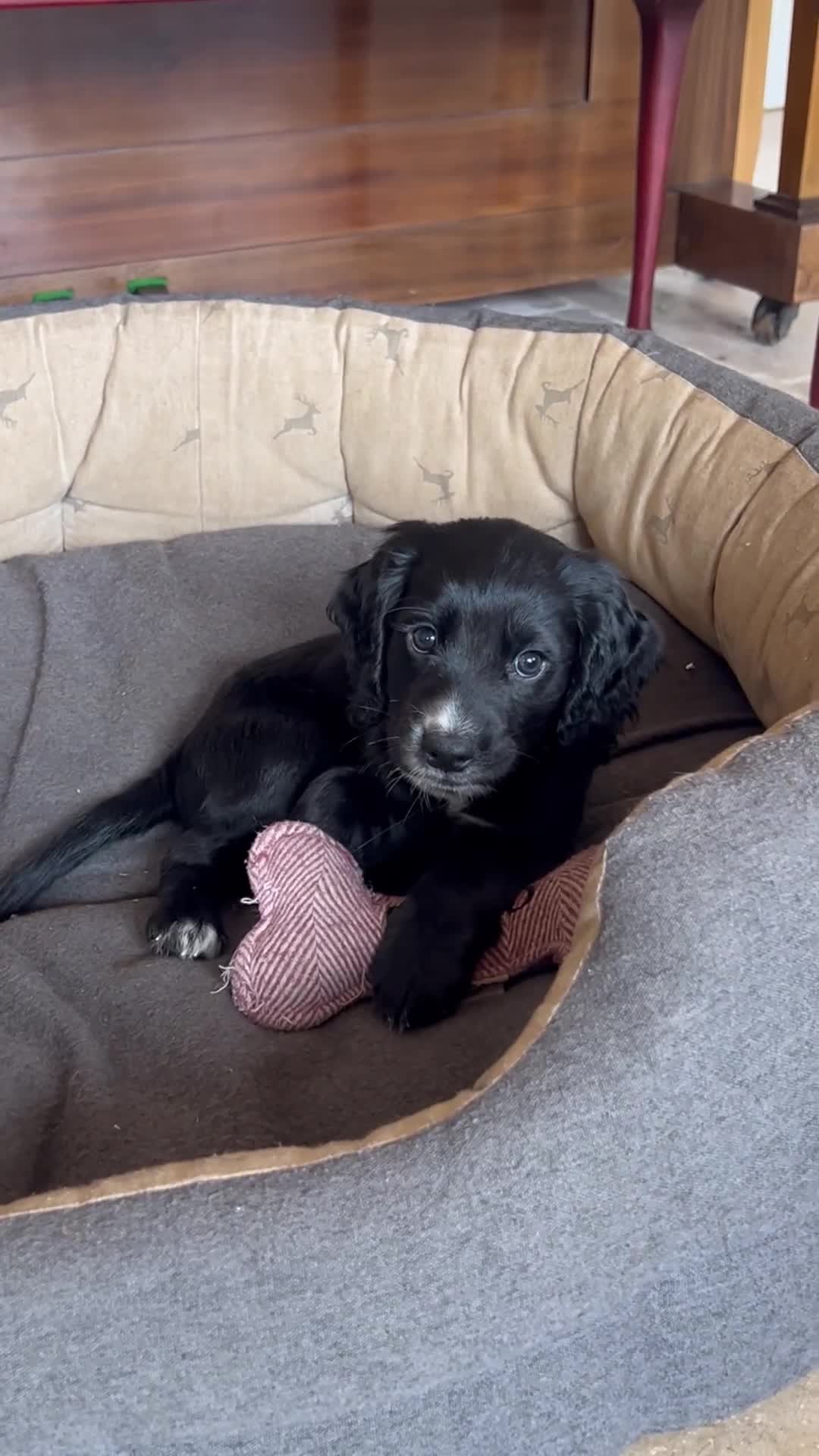 Cocker Spaniel dogs for sale: ⭐️READY TO GO!⭐️KC REG COCKER SPANIEL AGILITY FTC - Video 1