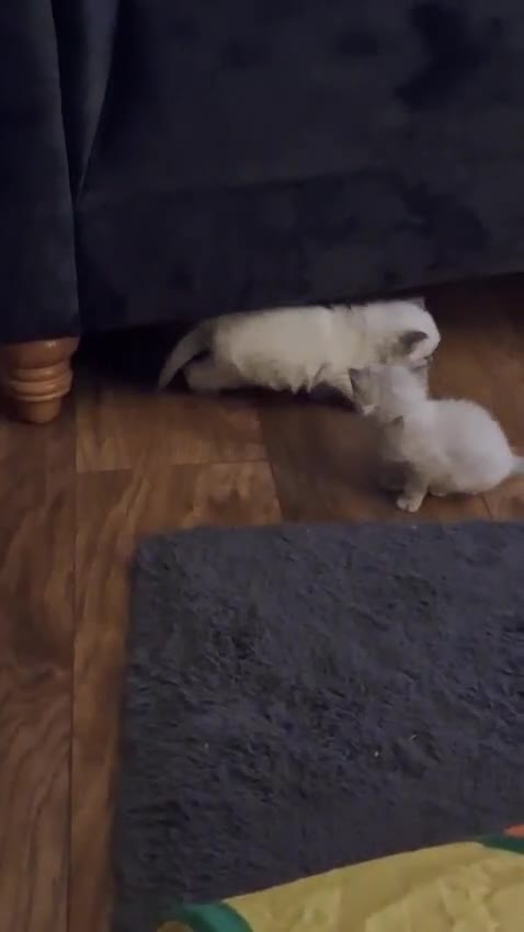 Ragdoll cats for sale: 2 Ragdoll kittens for sales - Video 1