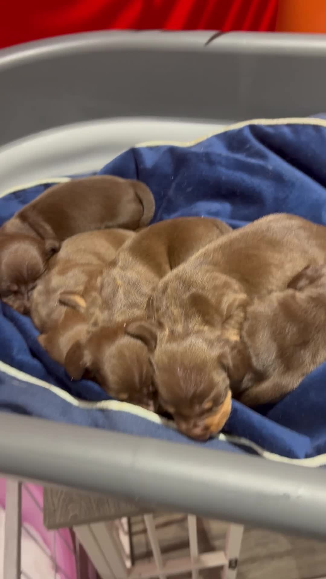 Miniature Dachshund dogs for sale: Miniature daschunds chocolate tan - Video 1