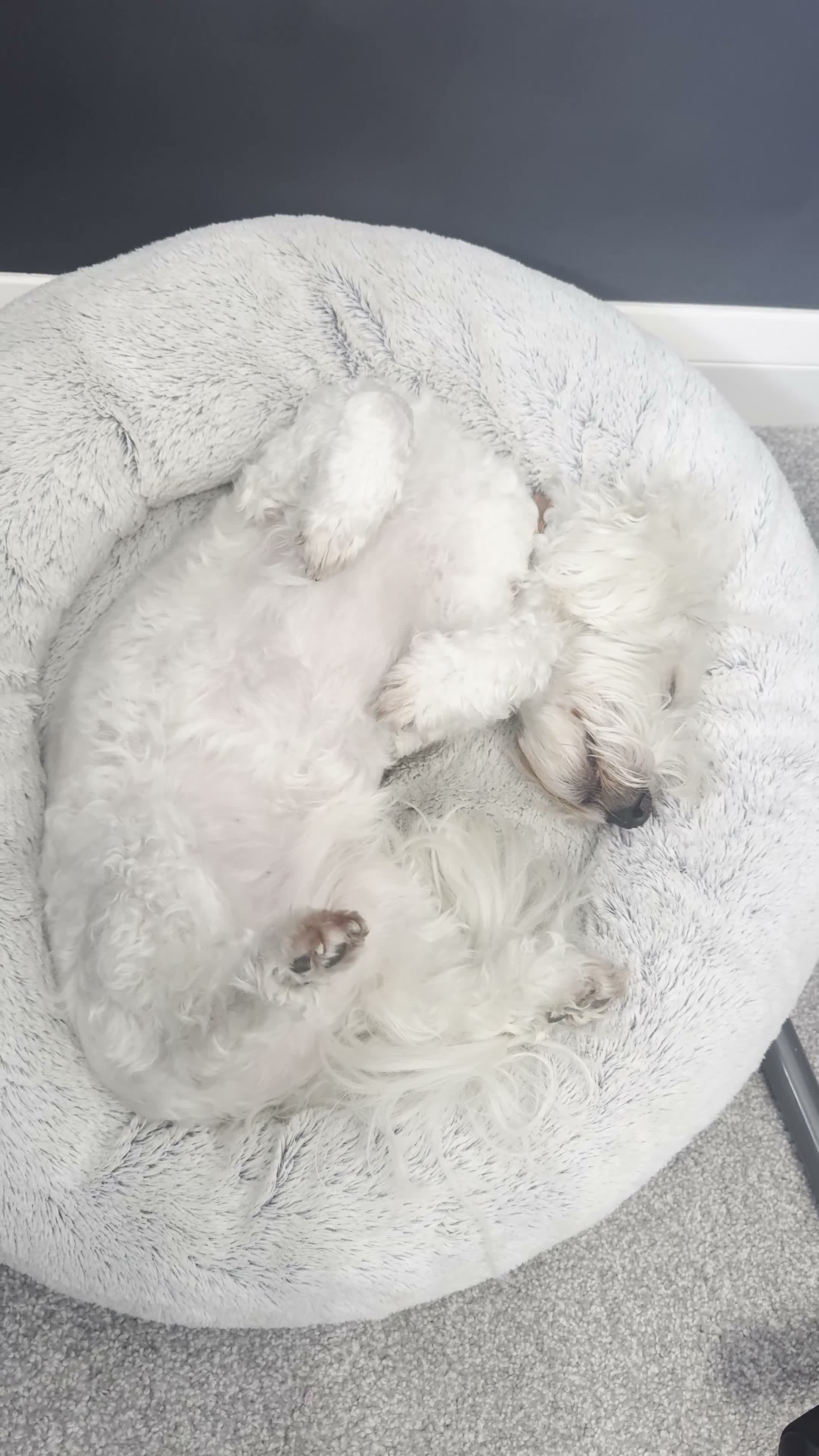 Coton De Tulear dogs for sale: 10 Year old cotton looking for a loving home - Video 1