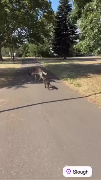 Belgian Shepherd Dog dogs for sale: 3 month old Dutch shepherd puppy  in Slough - Video 3