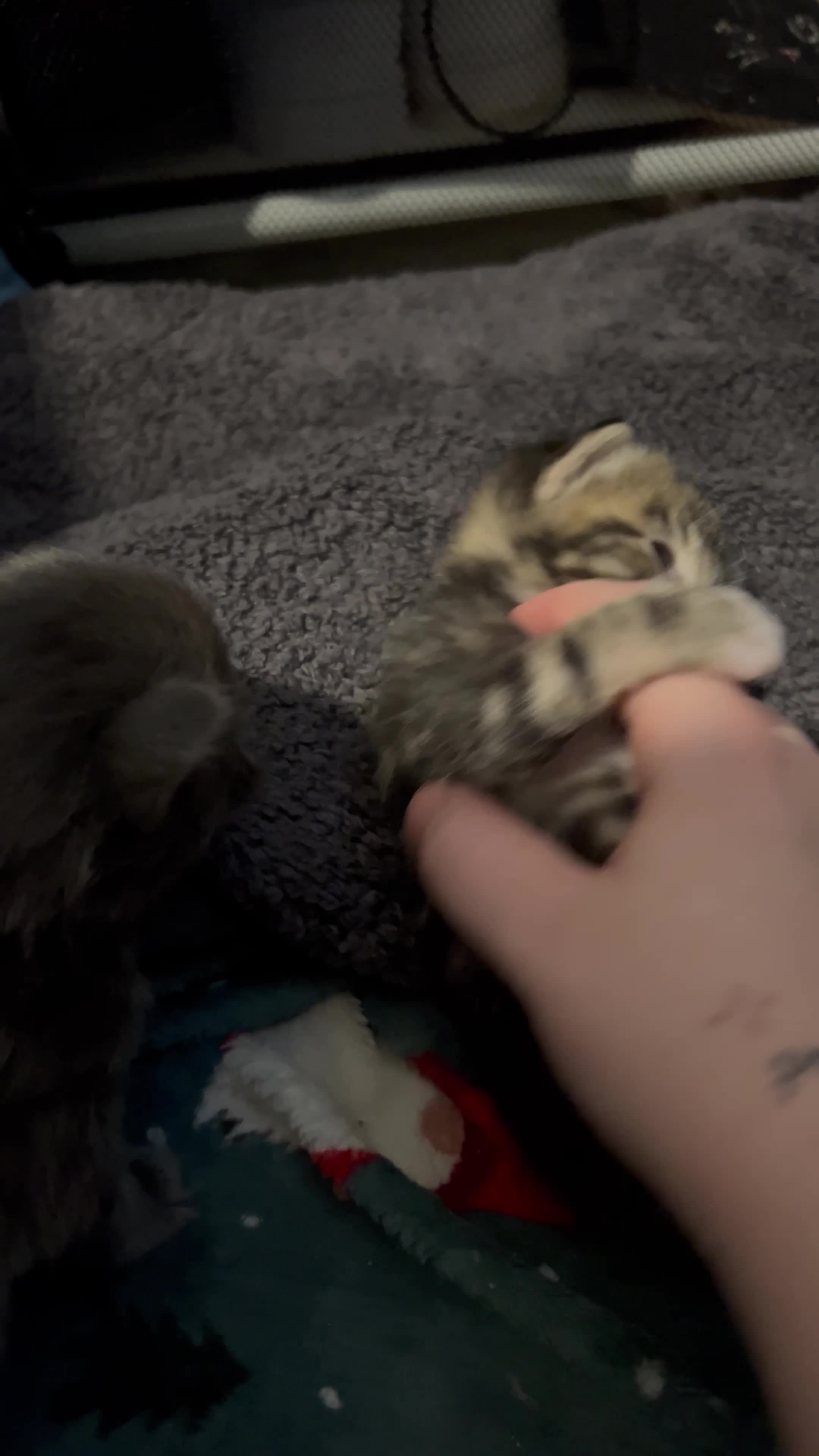 Mixed Breed cats for sale: Black Calico Tabby X American Wirehair Tabby - Video 2