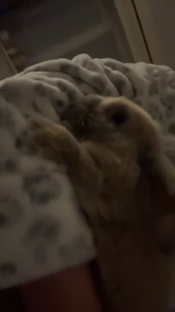 Mini Lop rabbits for sale: Bunny for sale - Video 1