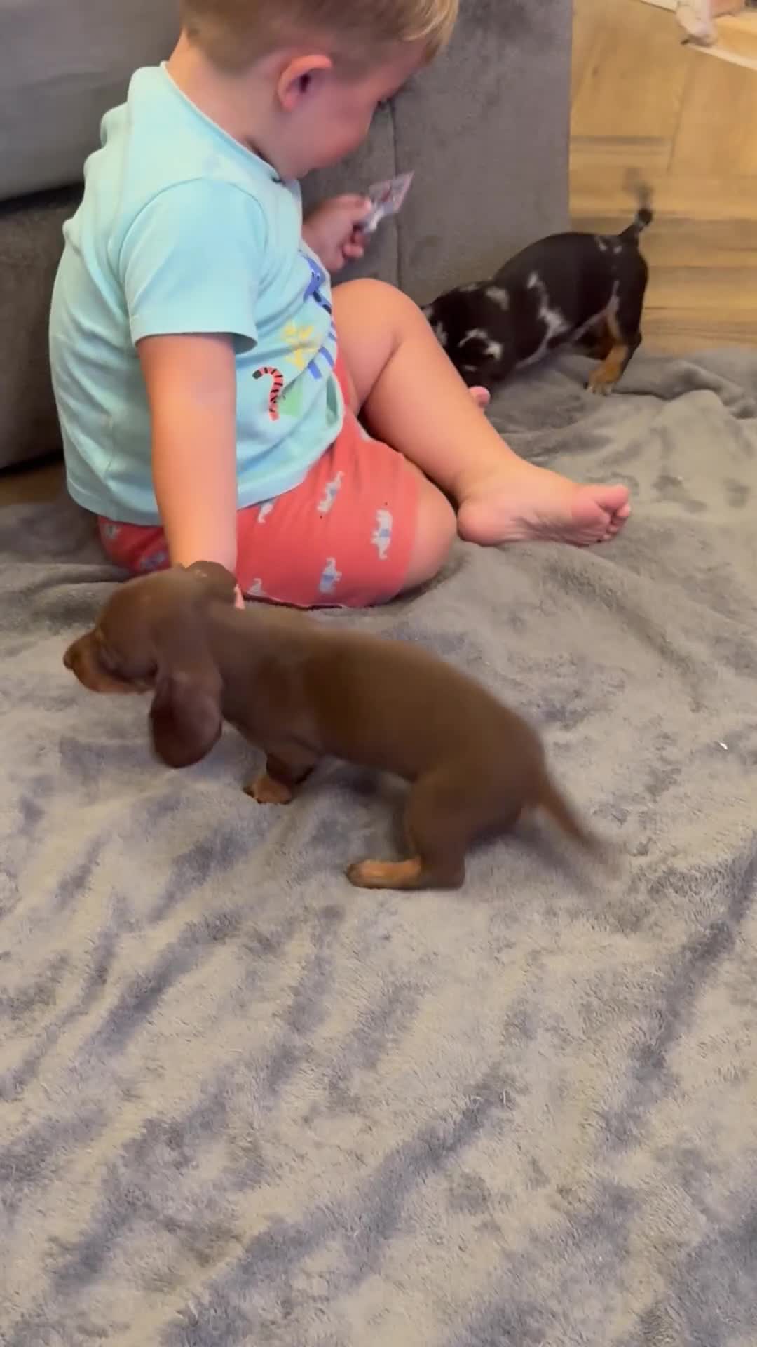 Miniature Dachshund dogs for sale: ♡︎𝒯ℴ𝓅 𝒷𝓁ℴℴ𝒹𝓁𝒾𝓃ℯ 𝒽ℯ𝒶𝓁𝓉𝒽 𝓉ℯ𝓈𝓉ℯ𝒹 ♡︎ - Video 4