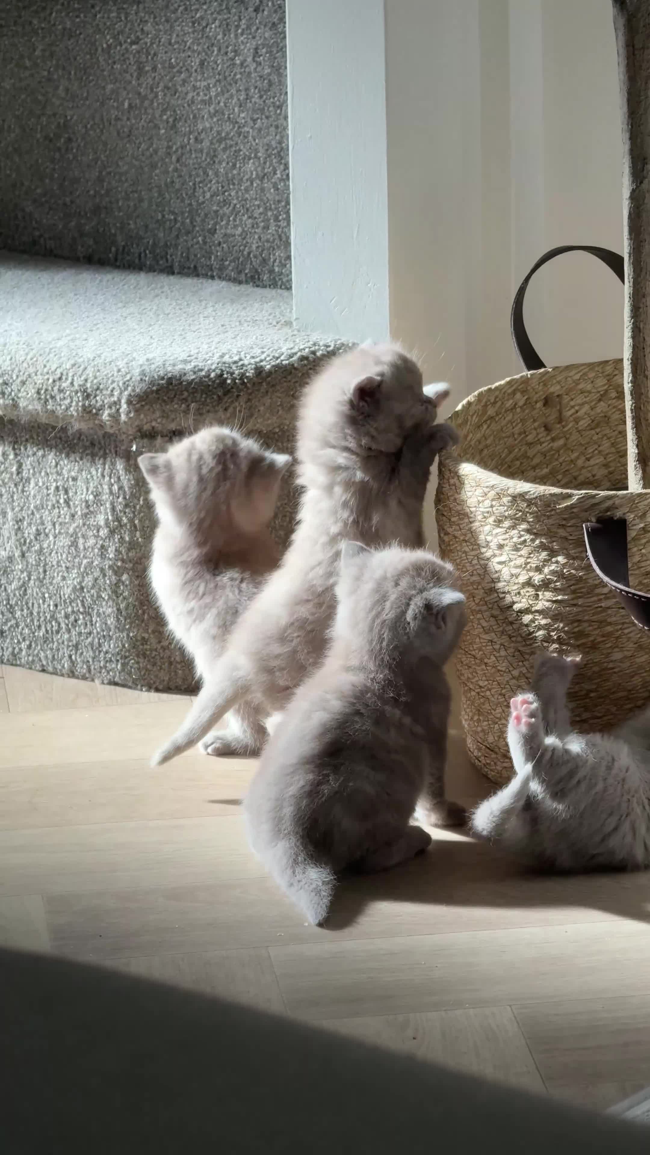 Scottish Fold cats for sale: 🐾 Adorable Scottish Straight Kittens for Sale 🐾 - Video 1