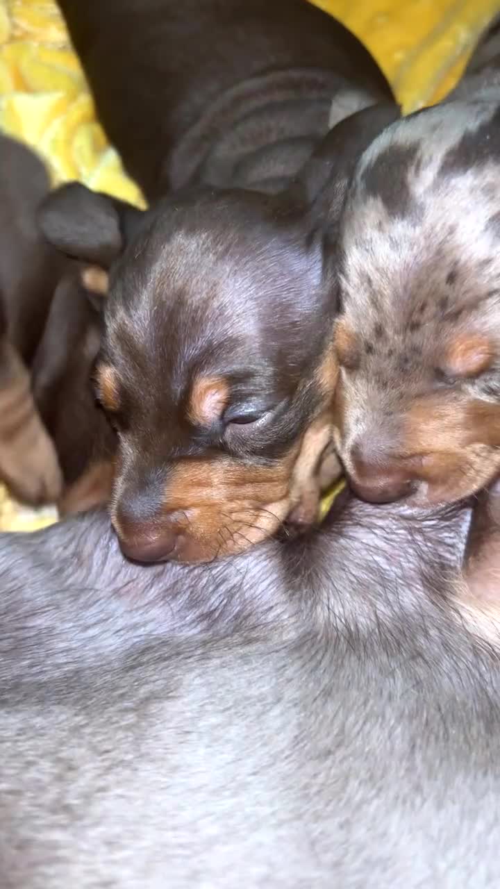 Miniature Dachshund dogs for sale: Miniature dachshund  - Video 1