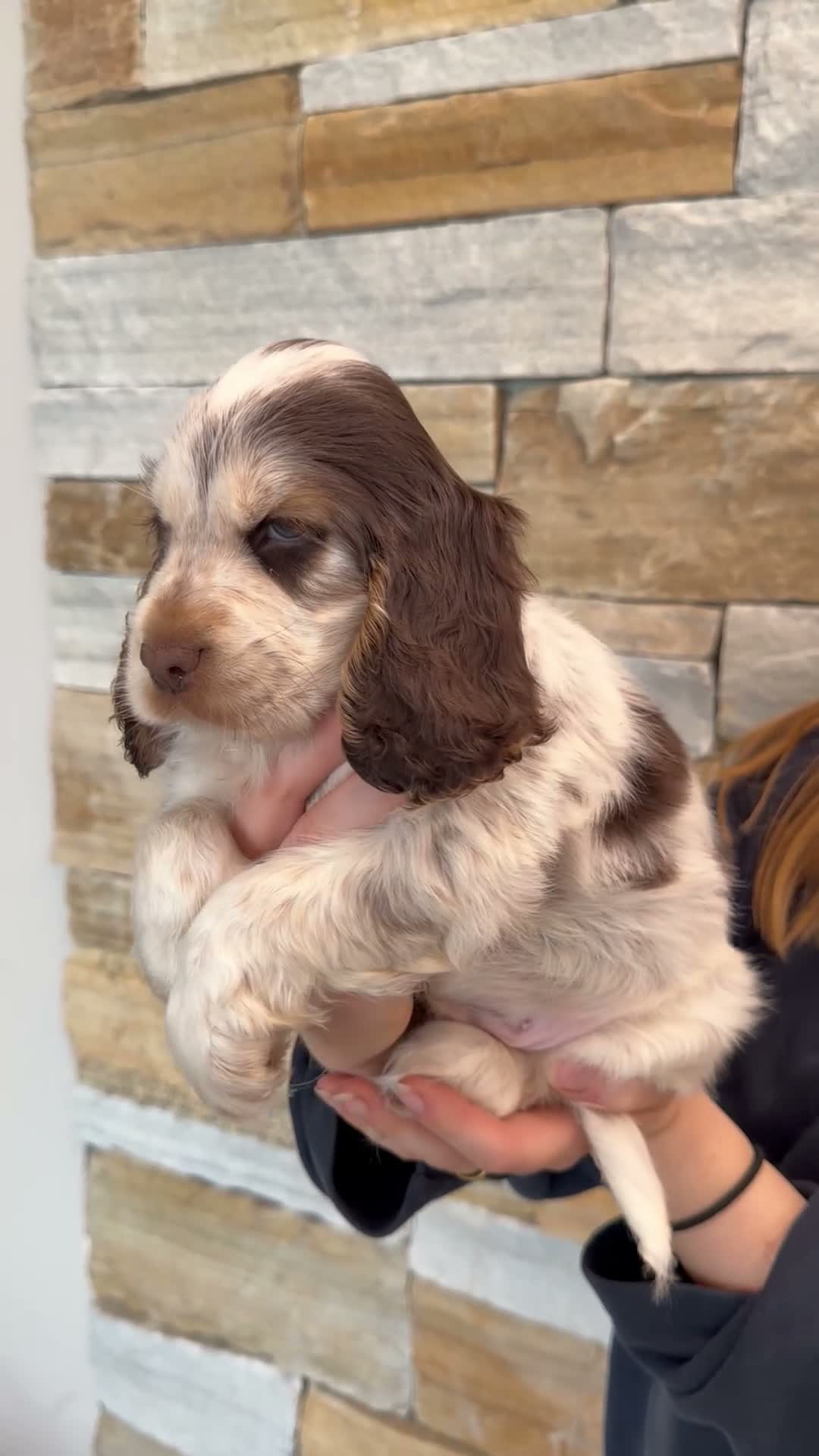 Cocker Spaniel dogs for sale: ❤️ Stunning K.C Show Cocker Spaniels ❤️ - Video 3