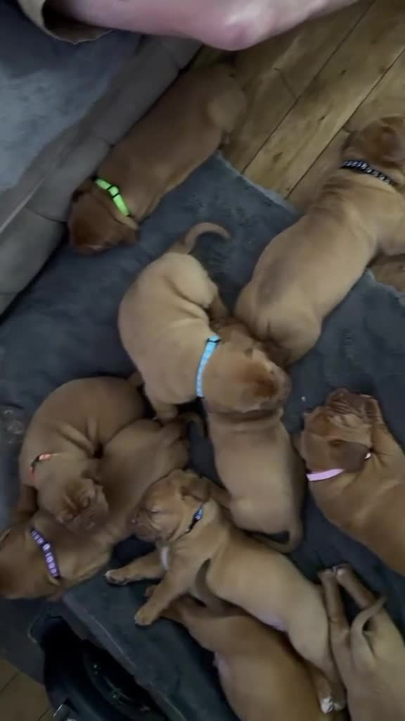 Dogue De Bordeaux dogs for sale: Dogue de Bordeaux in Gillingham - Video 1