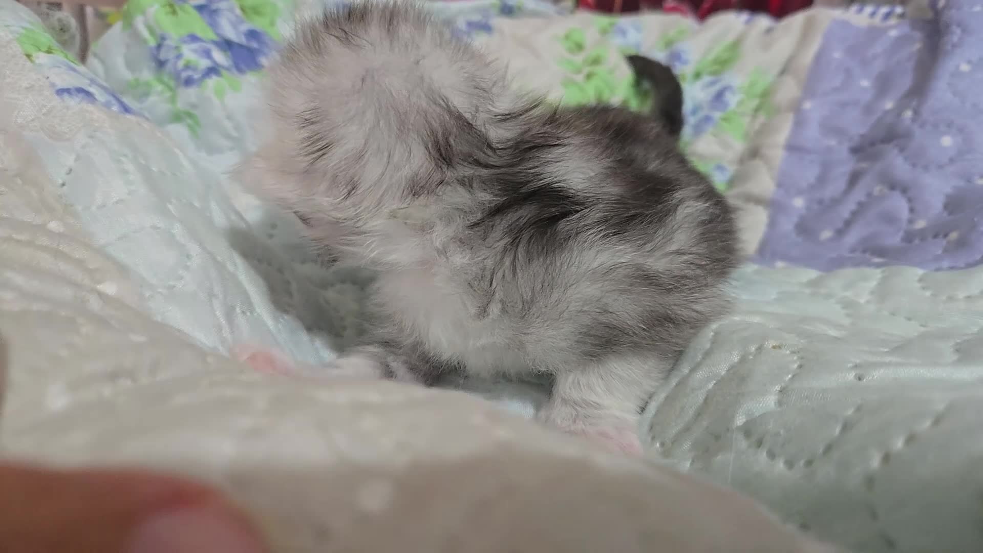 Maine Coon cats for sale: Stunning Maine Coon kittens - Video 5