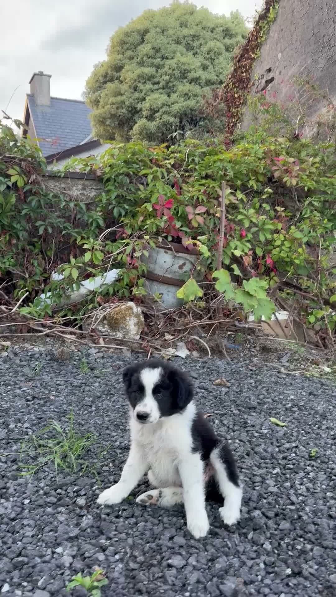 Border Collie dogs for sale: 2 border collie Pups- Ready to go now! - Video 1