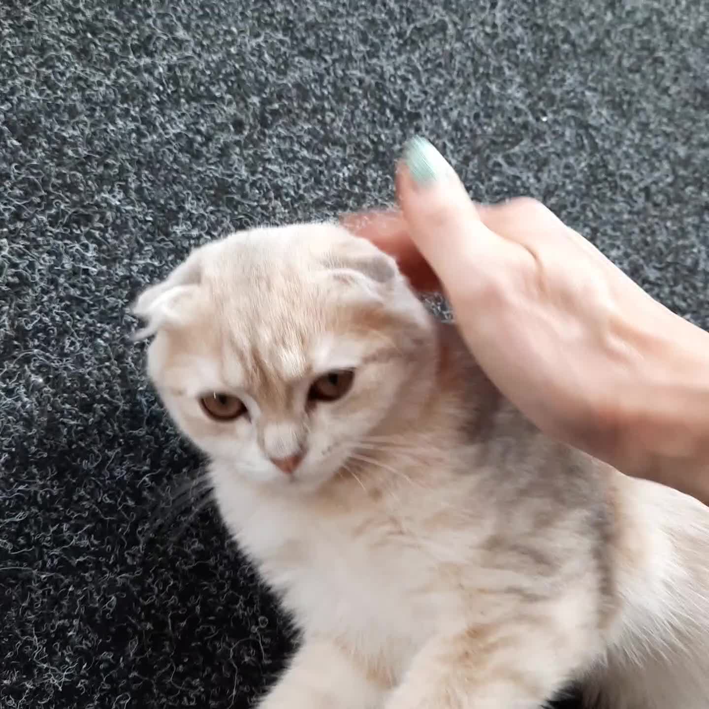 Scottish Fold cats for sale: TICA Registered Scottish Fold Two Spayed Kittens  - Video 2