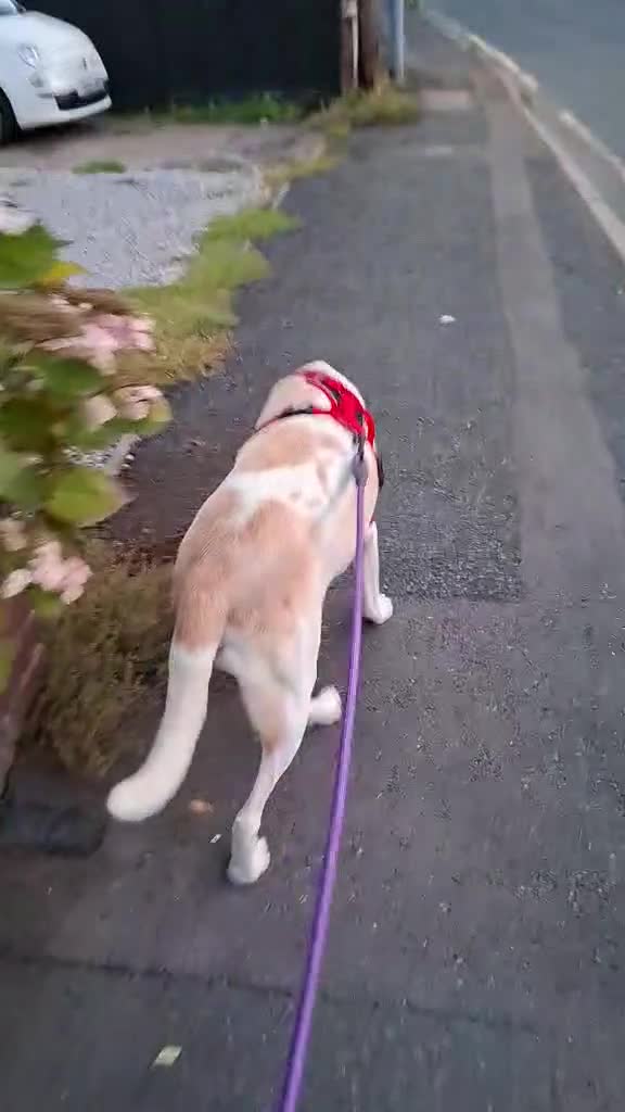 Labrador Retriever dogs for adoption: STORM !  - Video 5