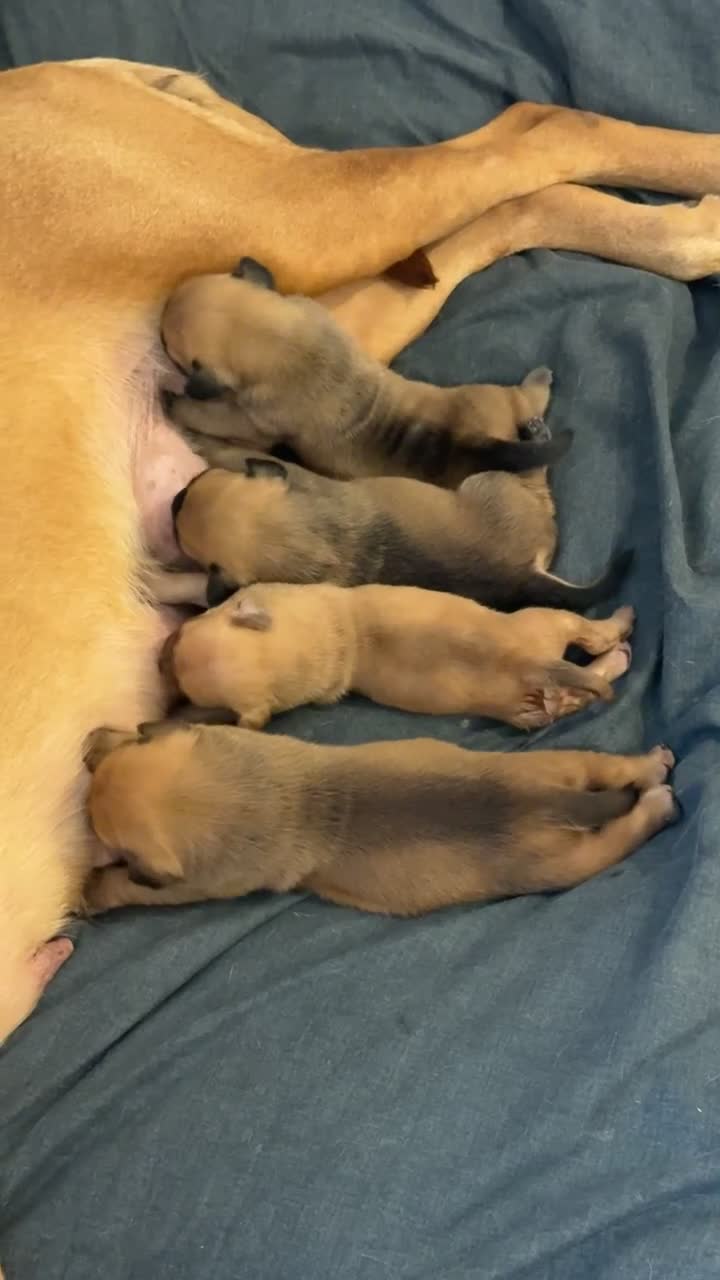 Mixed Breed dogs for sale: Beautiful DDB x Frenchie puppies  in Barnsley - Video 1