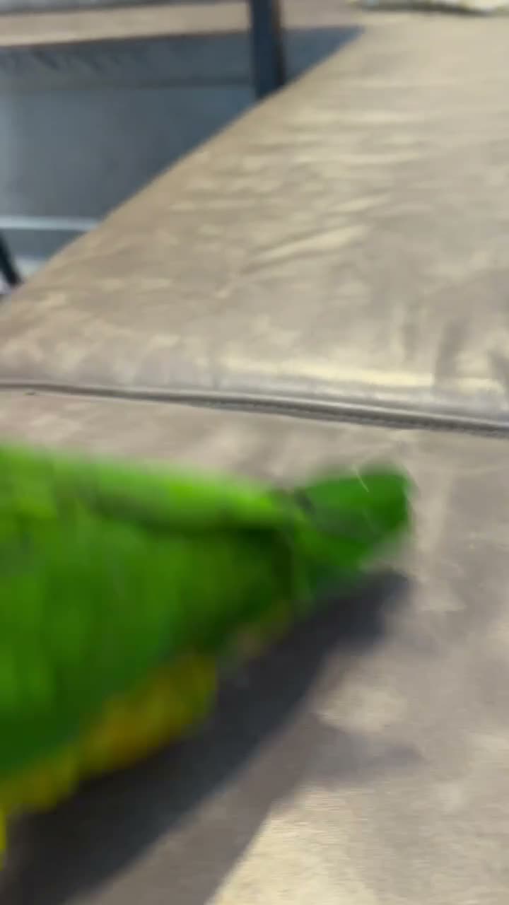 Parrots birds for sale: Silly Tame Pallid Black Headed Caique READY NOW - Video 1