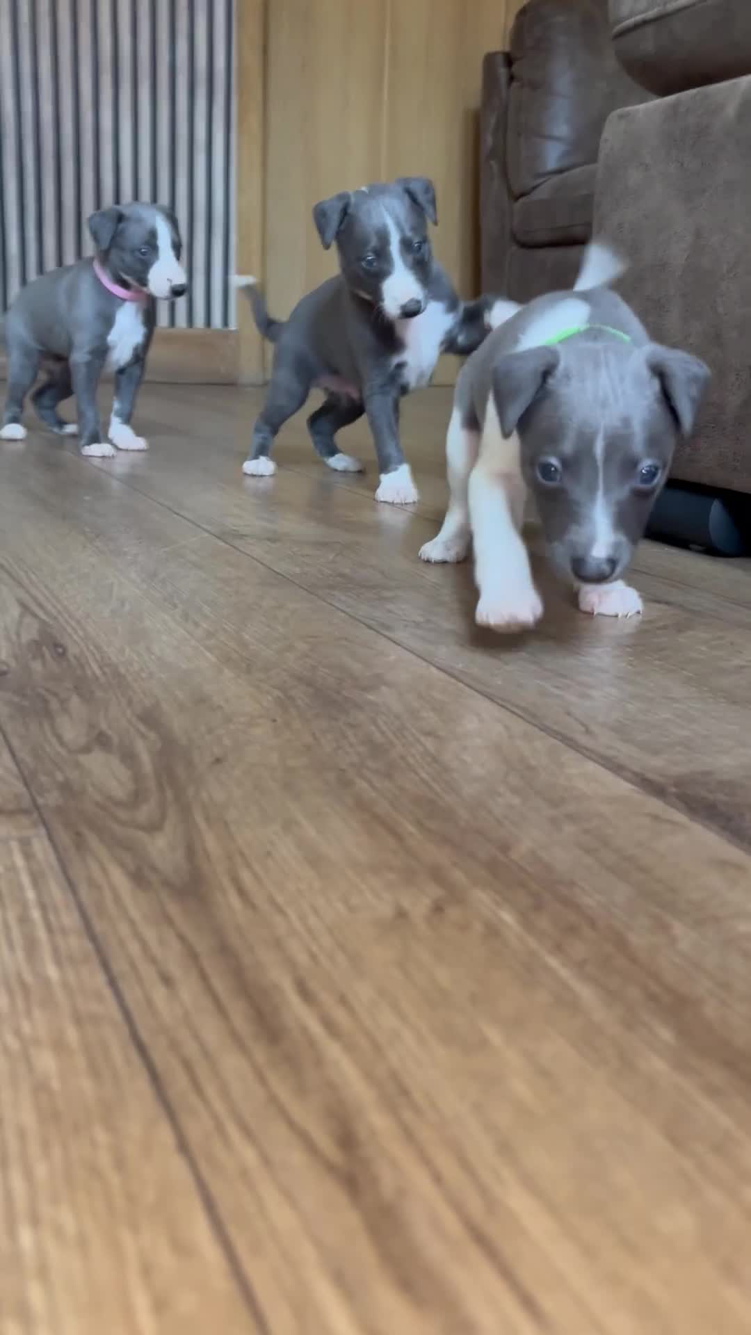 Whippet dogs for sale: Whippet pups for sale x5 boys x1 Girl - Video 2