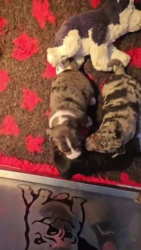 Mixed Breed dogs for sale: Jack Russell puppies looking for the forever home  in Halifax - Video 1