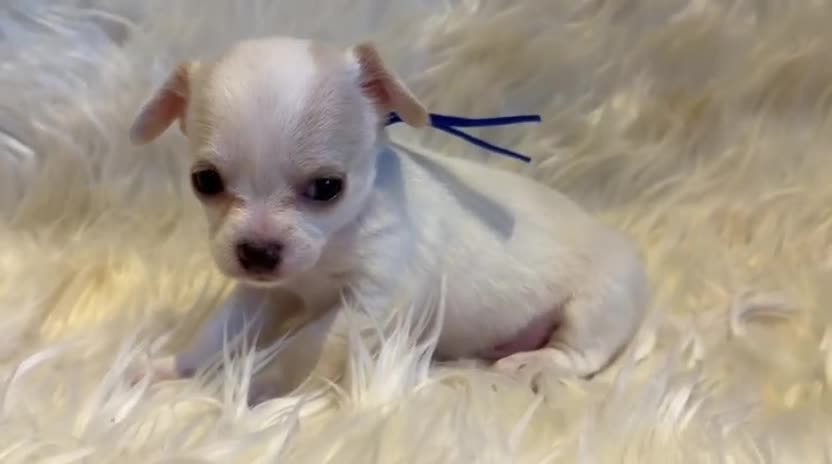 Chihuahua dogs for sale: KC Regd Chihuahua Pups parents fully health tested - Video 2