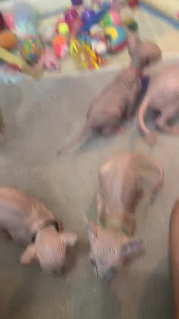 Sphynx cats for sale: 5 star kittens for 5 star homes - Video 1