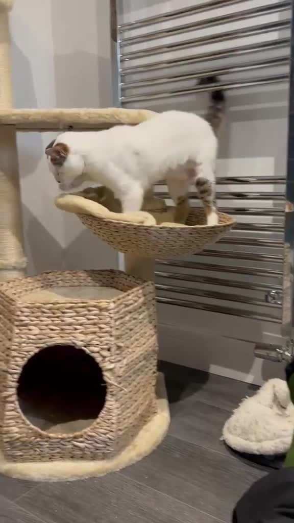 Mixed Breed cats for adoption: Charlie the cuddlebug - Video 2